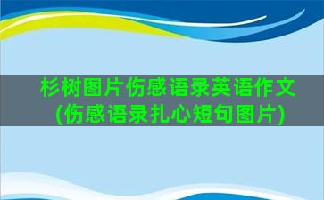 杉树图片伤感语录英语作文(伤感语录扎心短句图片)