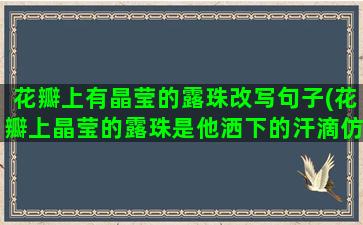 花瓣上有晶莹的露珠改写句子(花瓣上晶莹的露珠是他洒下的汗滴仿写)